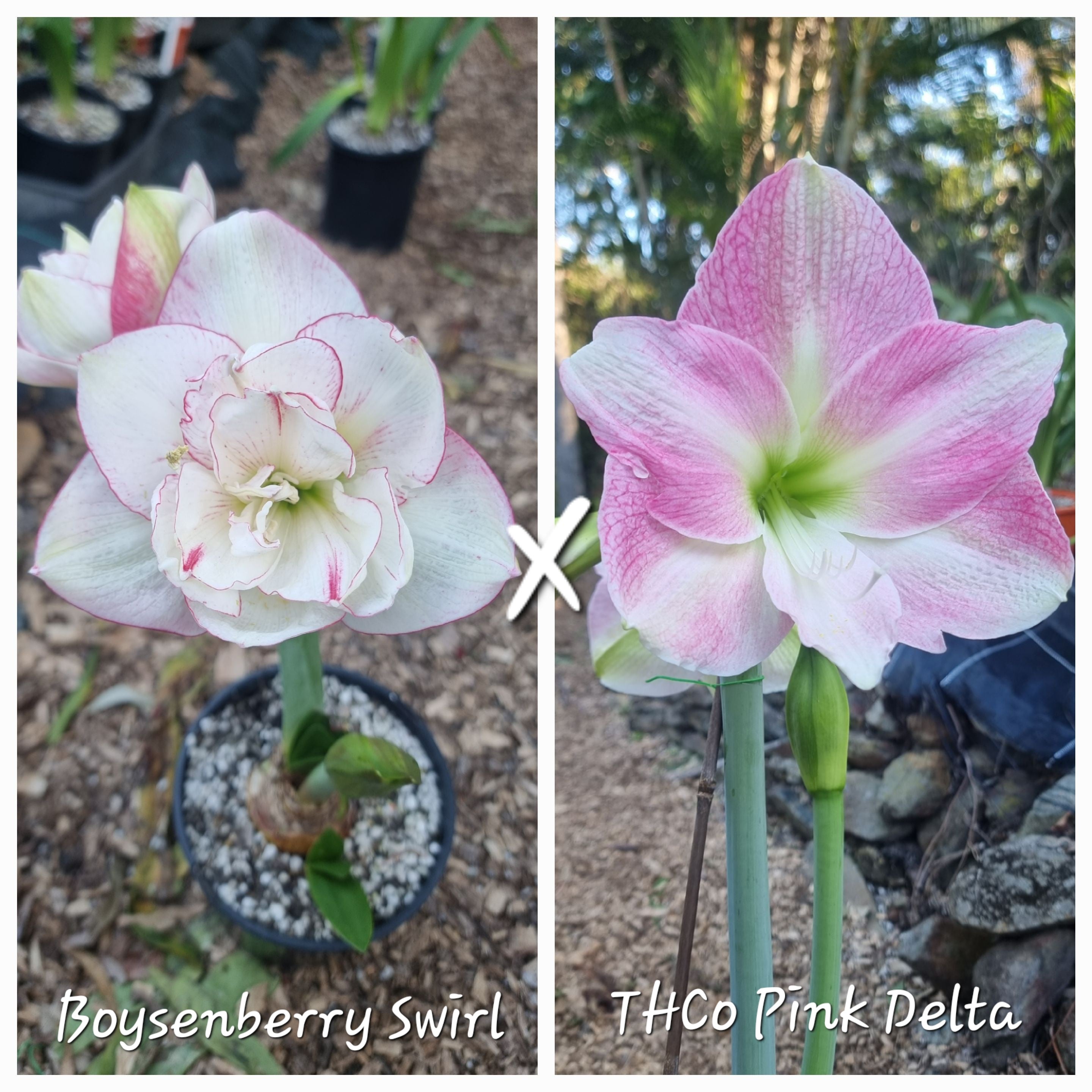 Hippeastrum Seedling Boysenberry Swirl x THCo Pink Delta