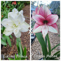 Hippeastrum Seedling 12 Month Old 'Eskimo Prince' x 'Donna Maree '