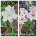 Hippeastrum Seedling 12 Month Old 'Eskimo Prince' x 'THCo Bon Bons'