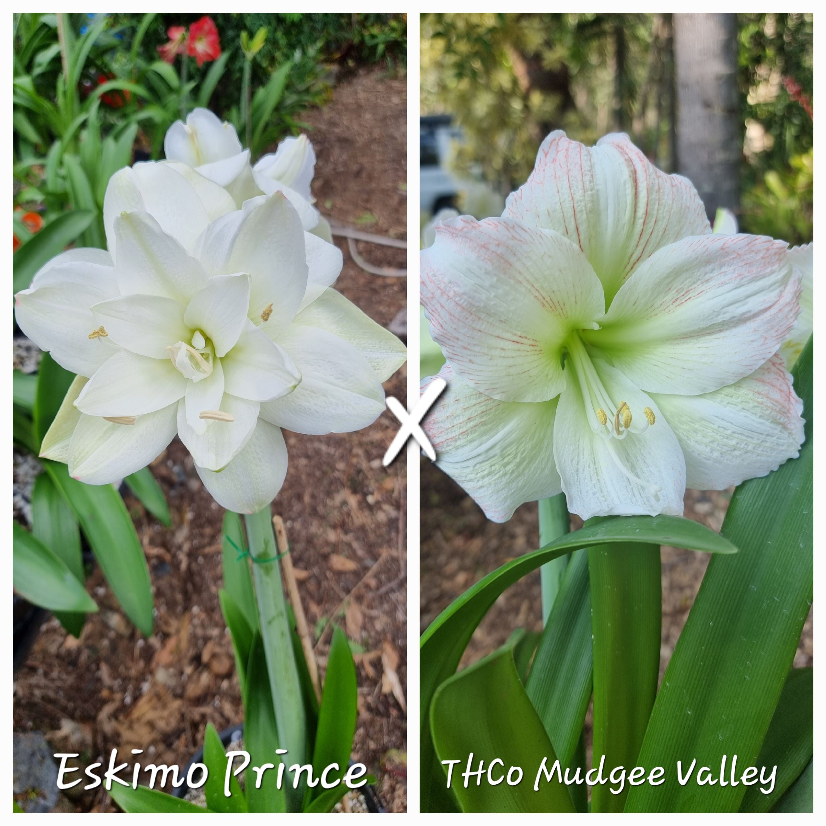 Hippeastrum Seedling 12 Month Old 'Eskimo Prince' x 'THCo Mudgee Valley'