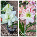Hippeastrum Seedling Hazel Florence x THCo Shari