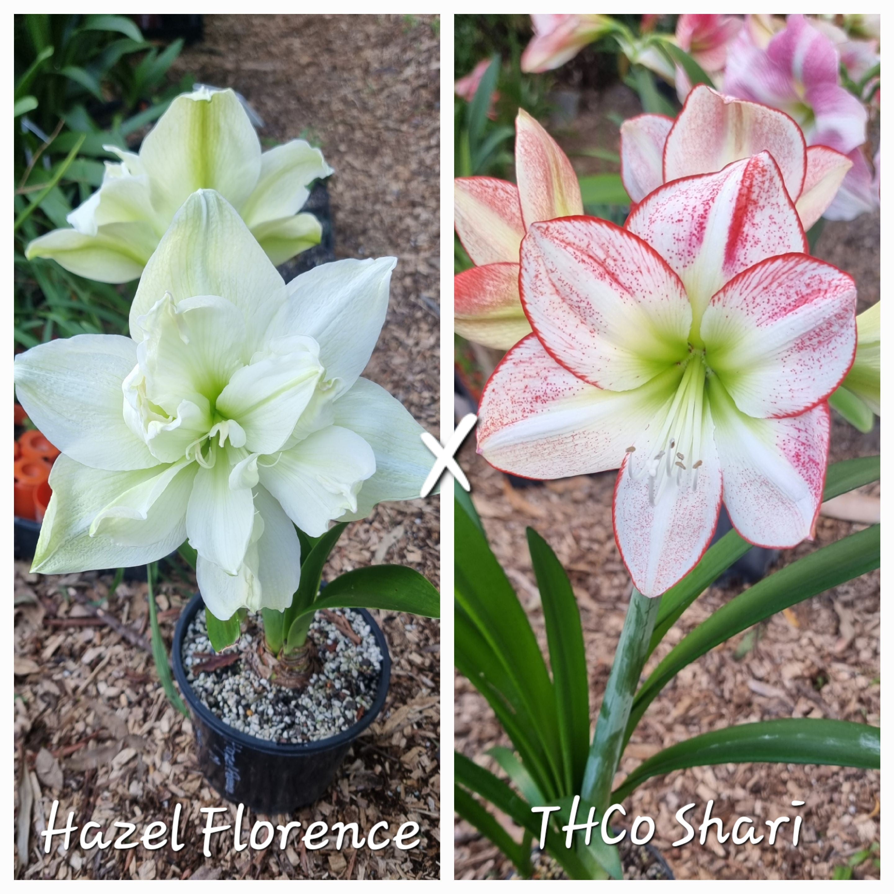 Hippeastrum Seedling Hazel Florence x THCo Shari