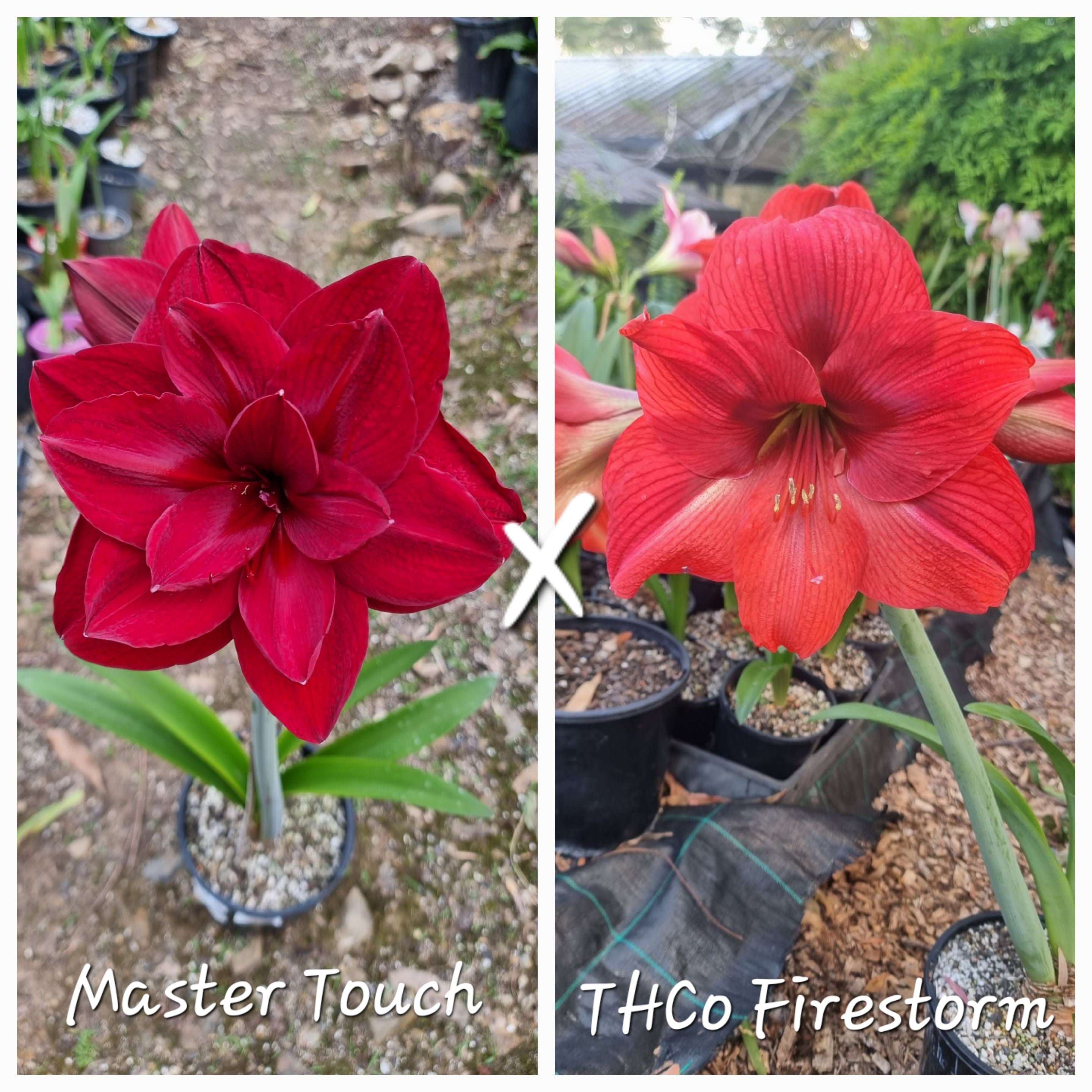 Hippeastrum Seedling 12 Month Old 'Master Touch' x 'THCo Firestorm'