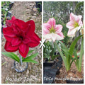 Hippeastrum Seedling 12 Month Old 'Master Touch' x 'THCo Mudgee Ripper'