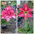 Hippeastrum Seedling 12 Month Old 'Speckles' x 'THCo #49 2023'