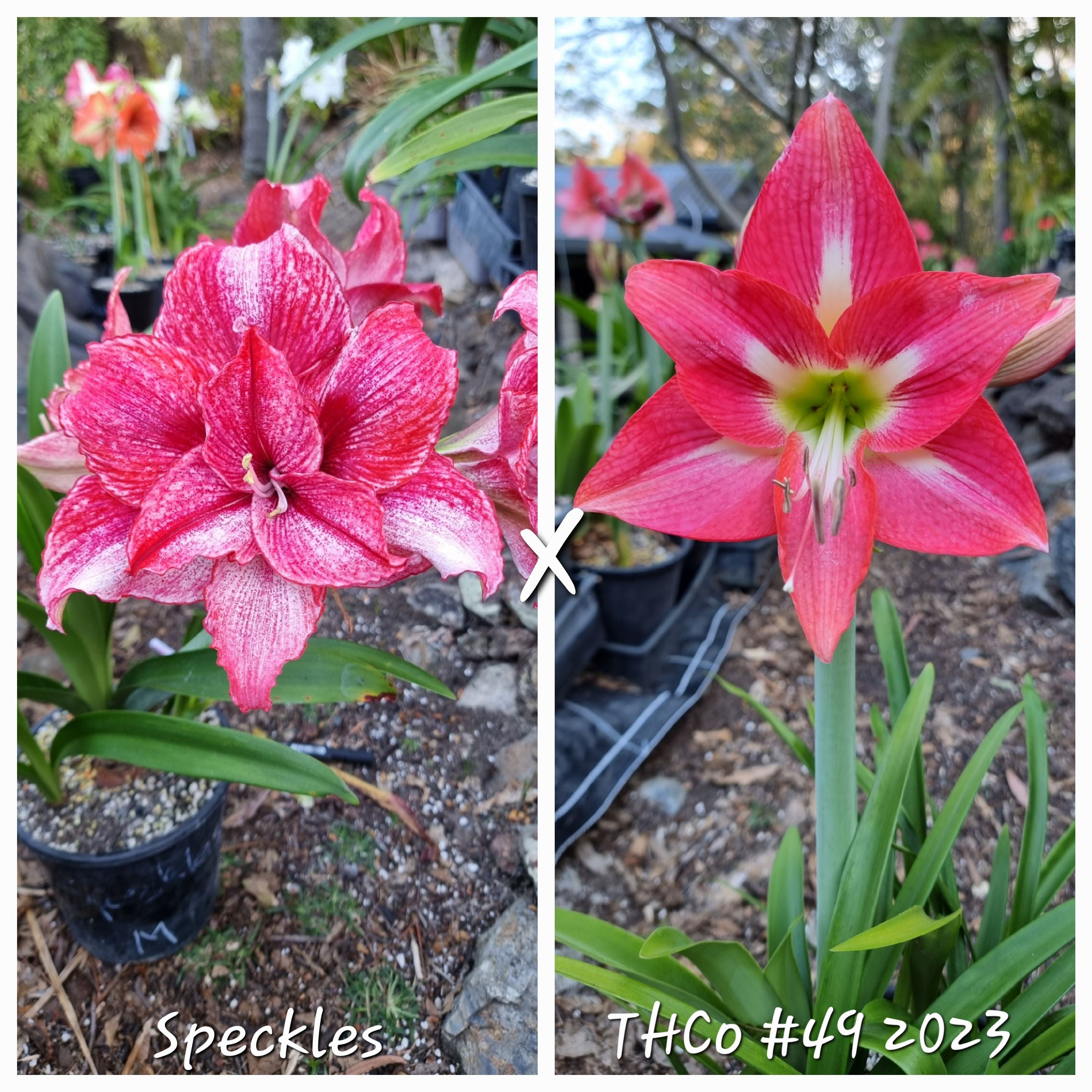Hippeastrum Seedling 12 Month Old 'Speckles' x 'THCo #49 2023'