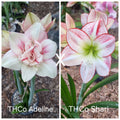Hippeastrum Seedling 12 Month Old 'THCo Adeline' x 'THCo Shari'