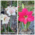 Hippeastrum Seedling 12 Month Old 'THCo Adeline' x 'THCo Wicked Games'