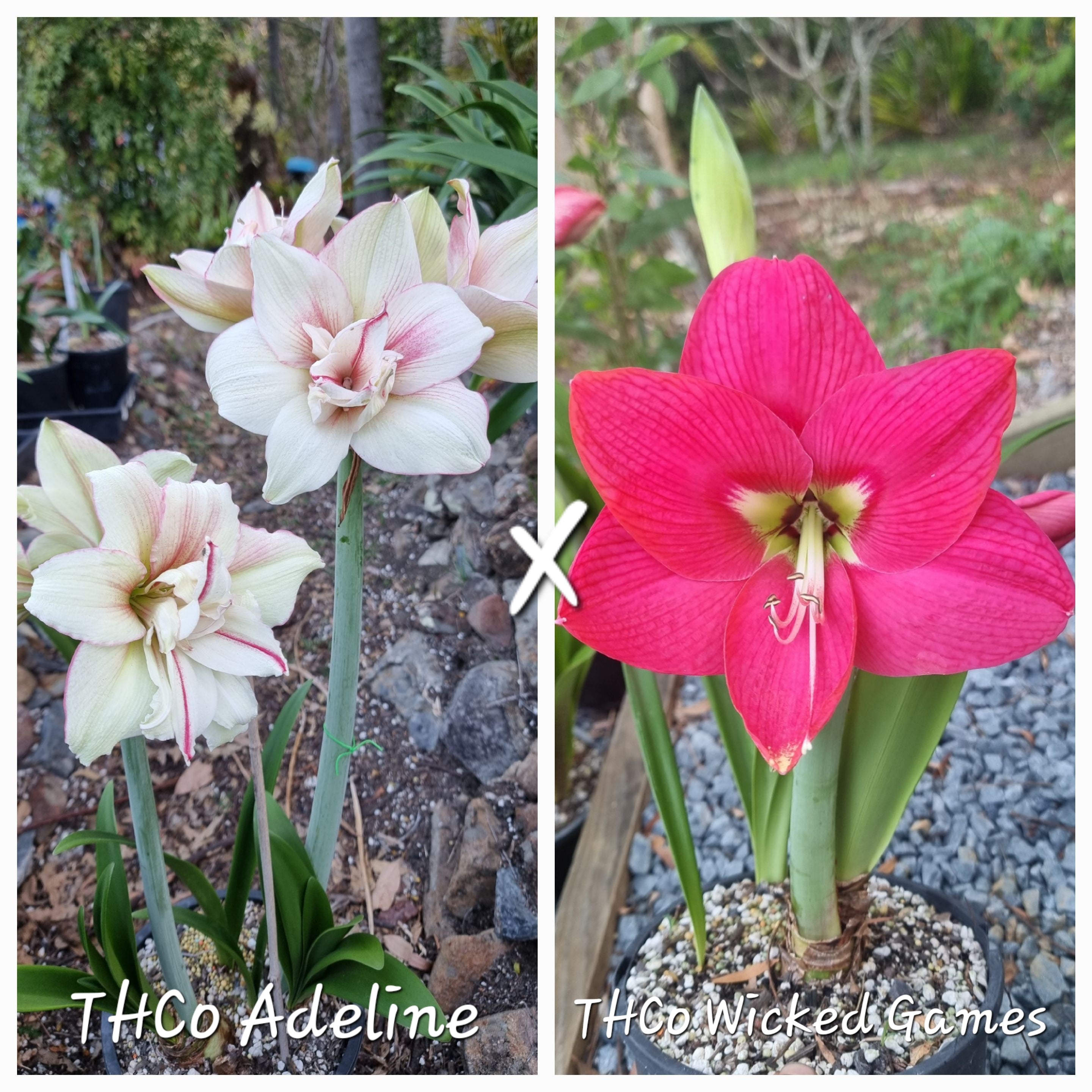 Hippeastrum Seedling 12 Month Old 'THCo Adeline' x 'THCo Wicked Games'