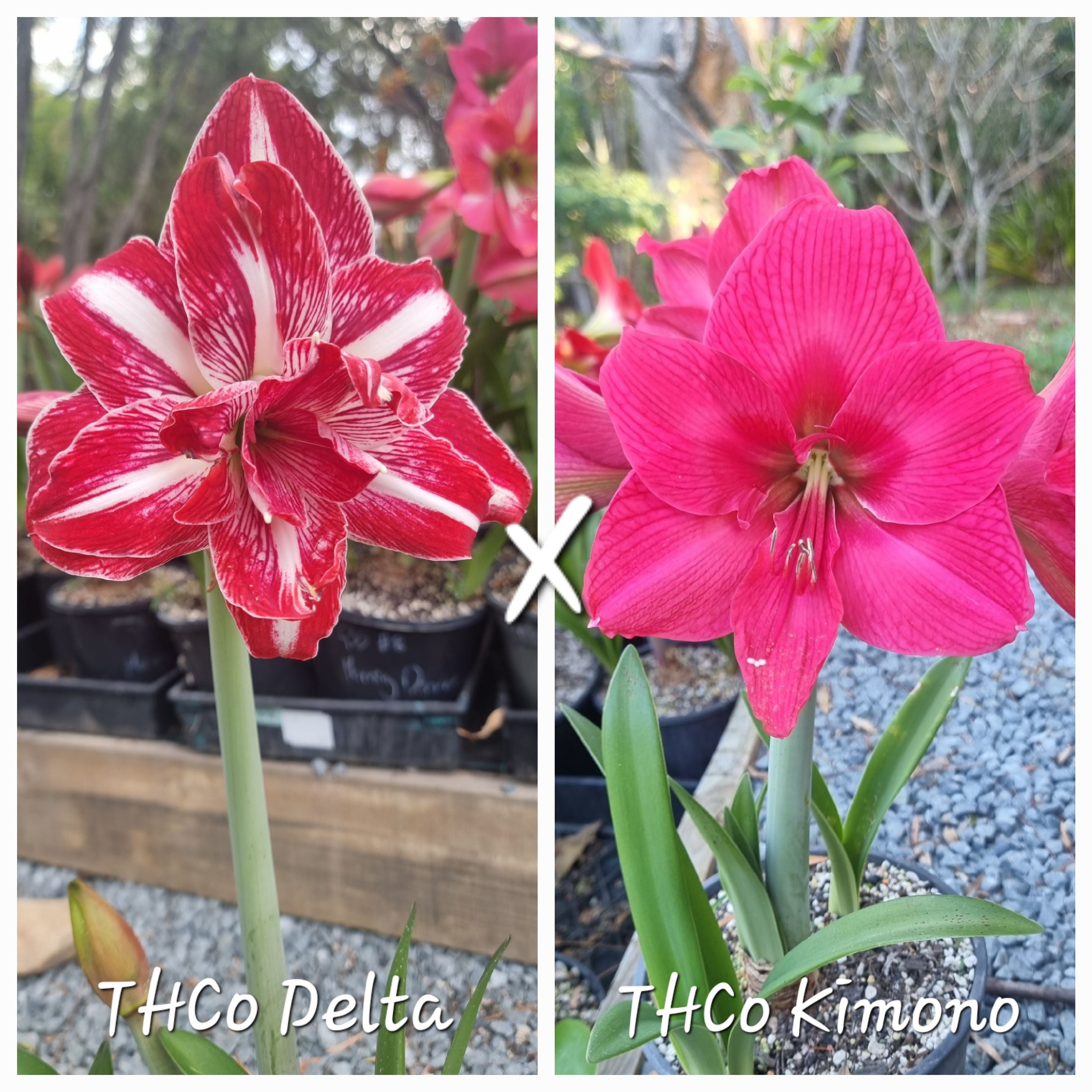 Hippeastrum_Seedling_THCo_Delta_x_THCo_Kimono