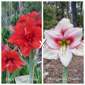 Hippeastrum Seedling 12 Month Old 'THCo Dragon Flame' x 'THCo Cosmic Phoenix'