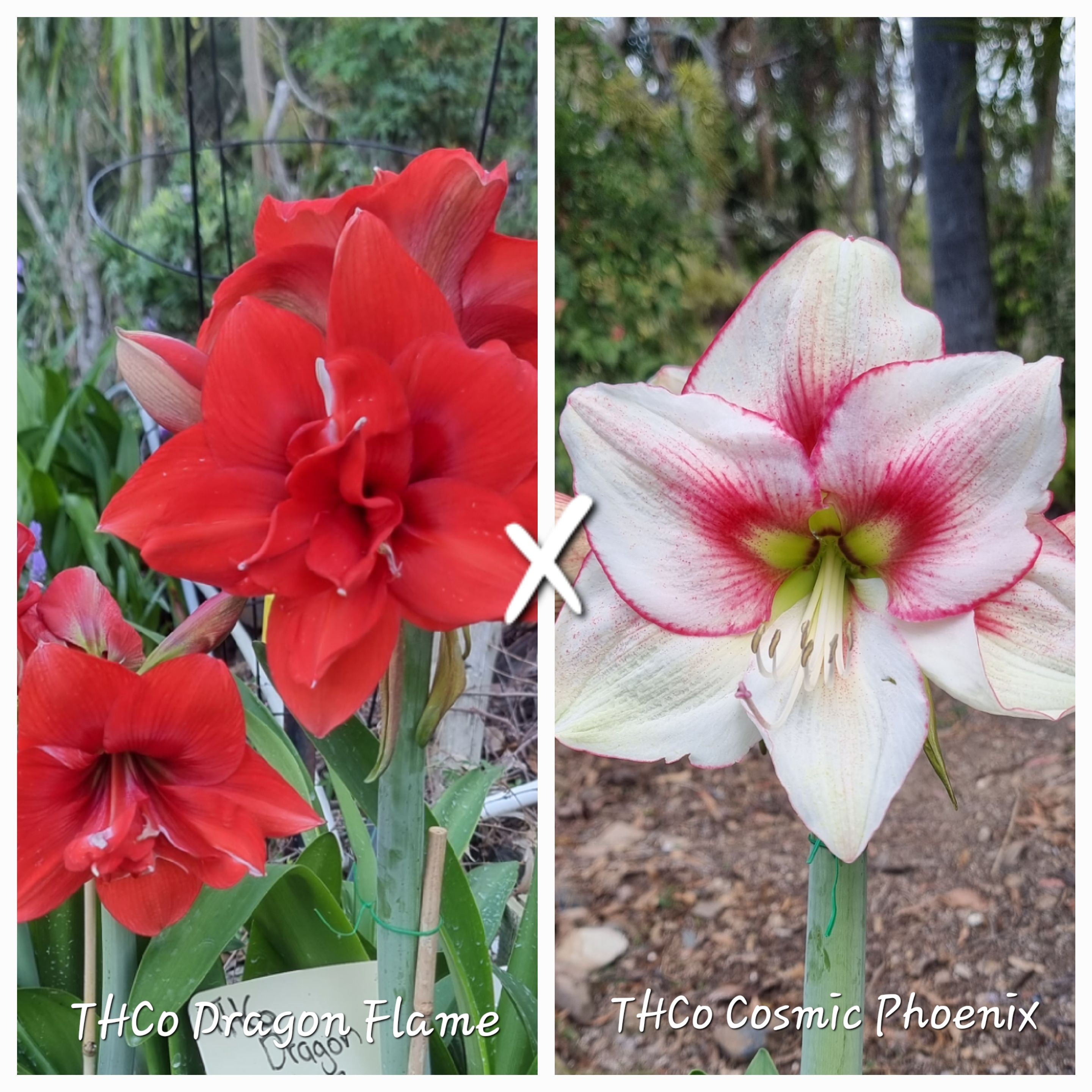 Hippeastrum Seedling 12 Month Old 'THCo Dragon Flame' x 'THCo Cosmic Phoenix'