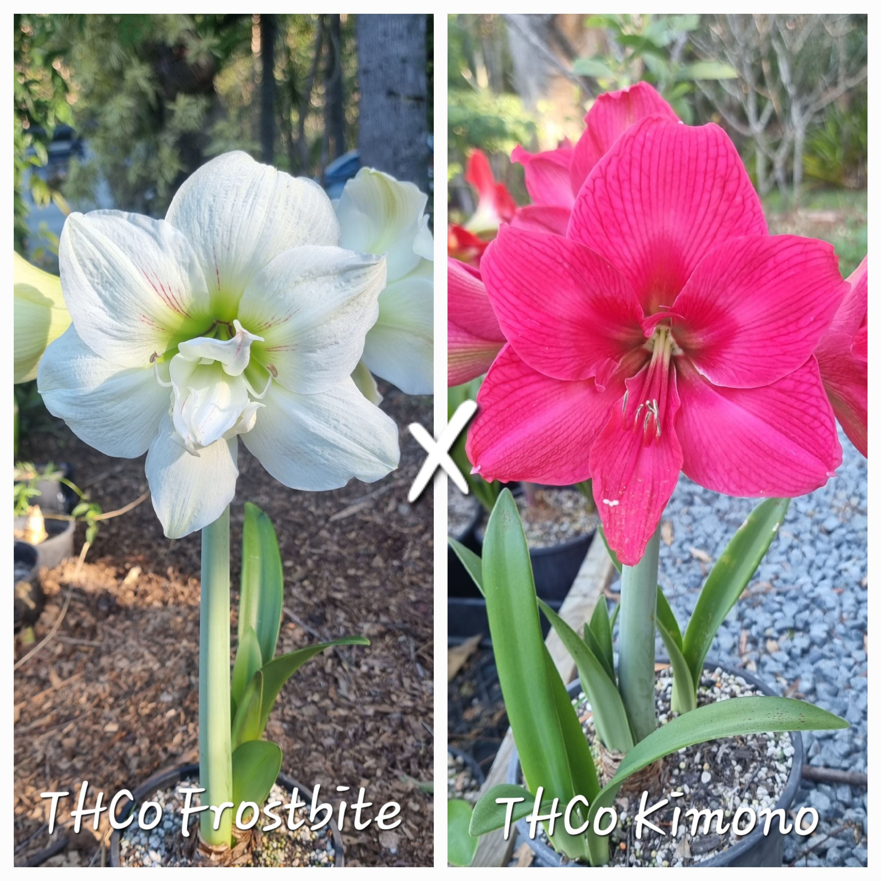Hippeastrum Seedling 12 Month Old 'THCo Frostbite' x 'THCo Kimono'