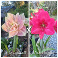 Hippeastrum Seedling THCo Lyndall x THCo Kimono