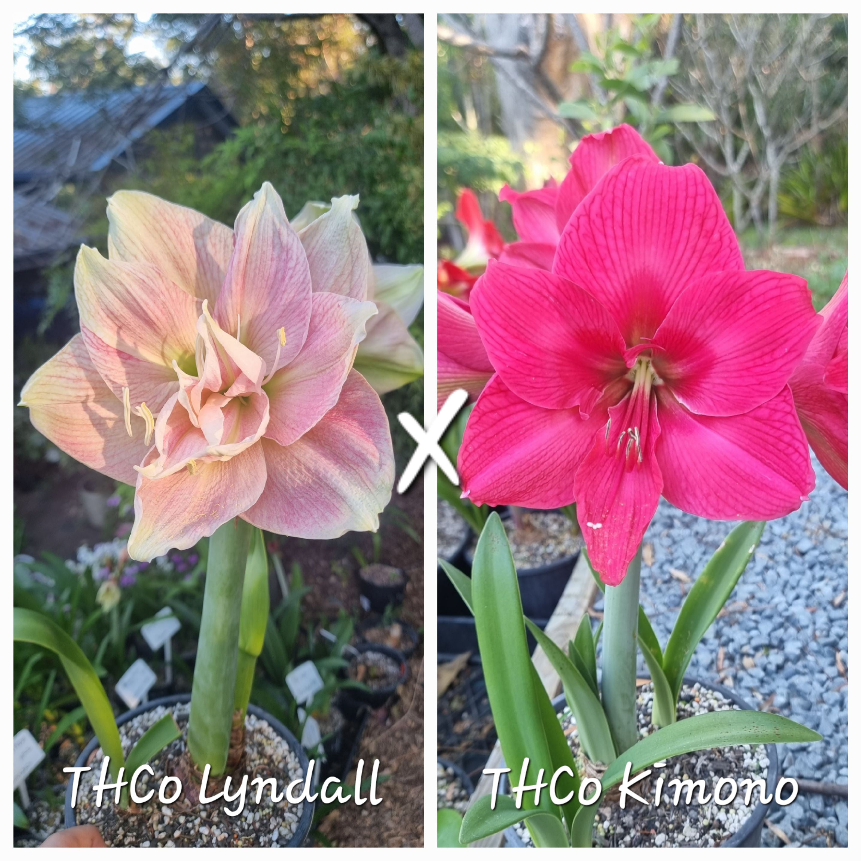 Hippeastrum Seedling THCo Lyndall x THCo Kimono