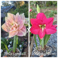 Hippeastrum Seedling THCo Lyndall x THCo Wicked Games