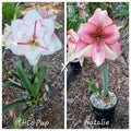 Hippeastrum Seedling THCo Pup x Natalie