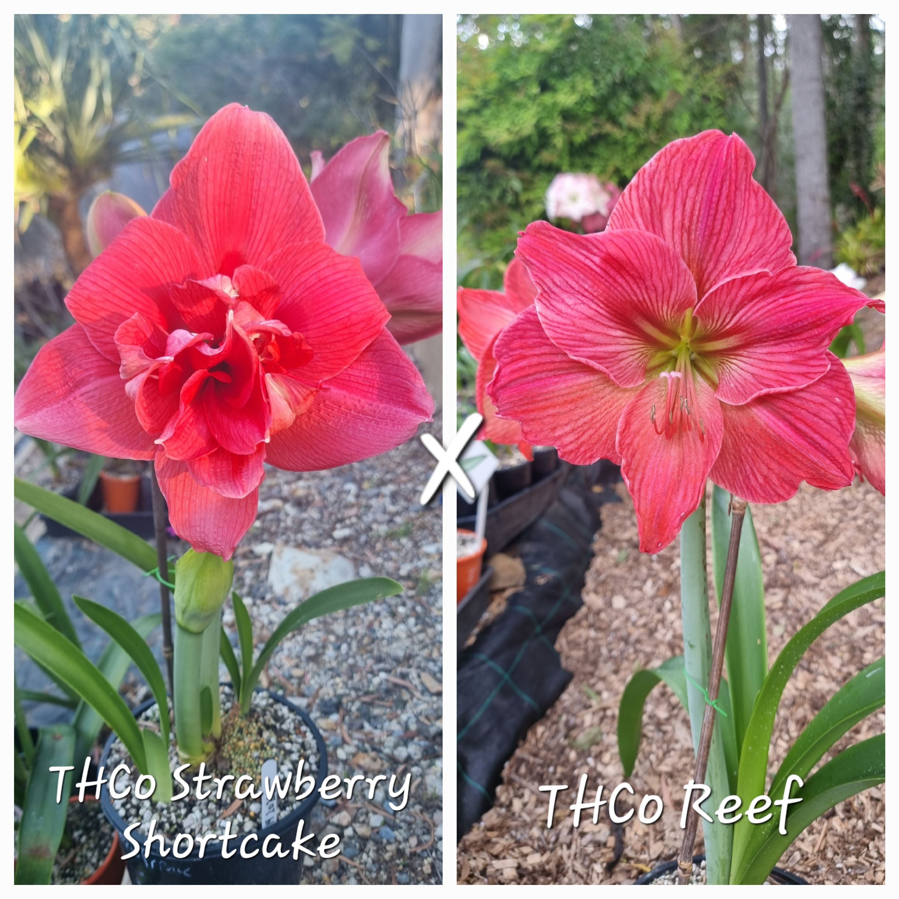 Hippeastrum Seedling 12 Month old 'THCo Strawberry Shortcake' x 'THCo Reef'