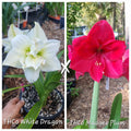 Hippeastrum Seedling 12 Month Old 'THCo White Dragon' x 'THCo Mudgee Plum'