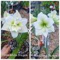 Hippeastrum Seedling 12 Month Old 'THCo White Dragon' x 'Wedding Dance'