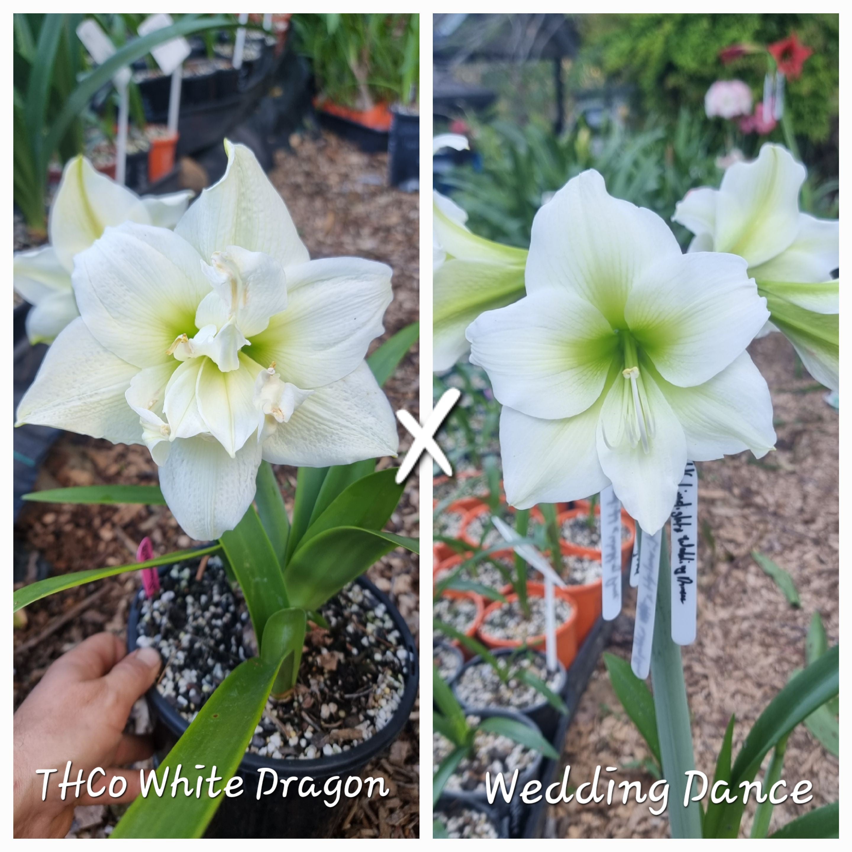 Hippeastrum Seedling 12 Month Old 'THCo White Dragon' x 'Wedding Dance'