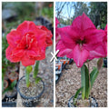 Hippeastrum Seedling 12 Month Old 'THCo Woop-Di-Doo' x 'THCo Fasion Icon' 