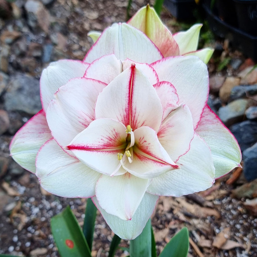 Hippeastrum ‘THCo Pup’ – 12 Month Old Bulb