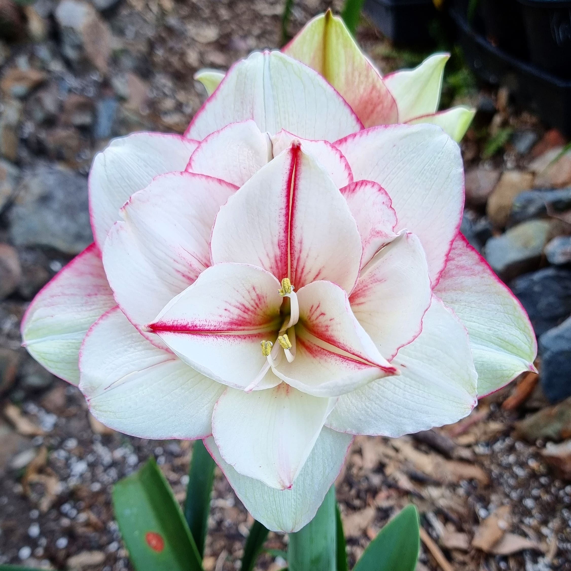Hippeastrum ‘THCo Pup’ – 12 Month Old Bulb