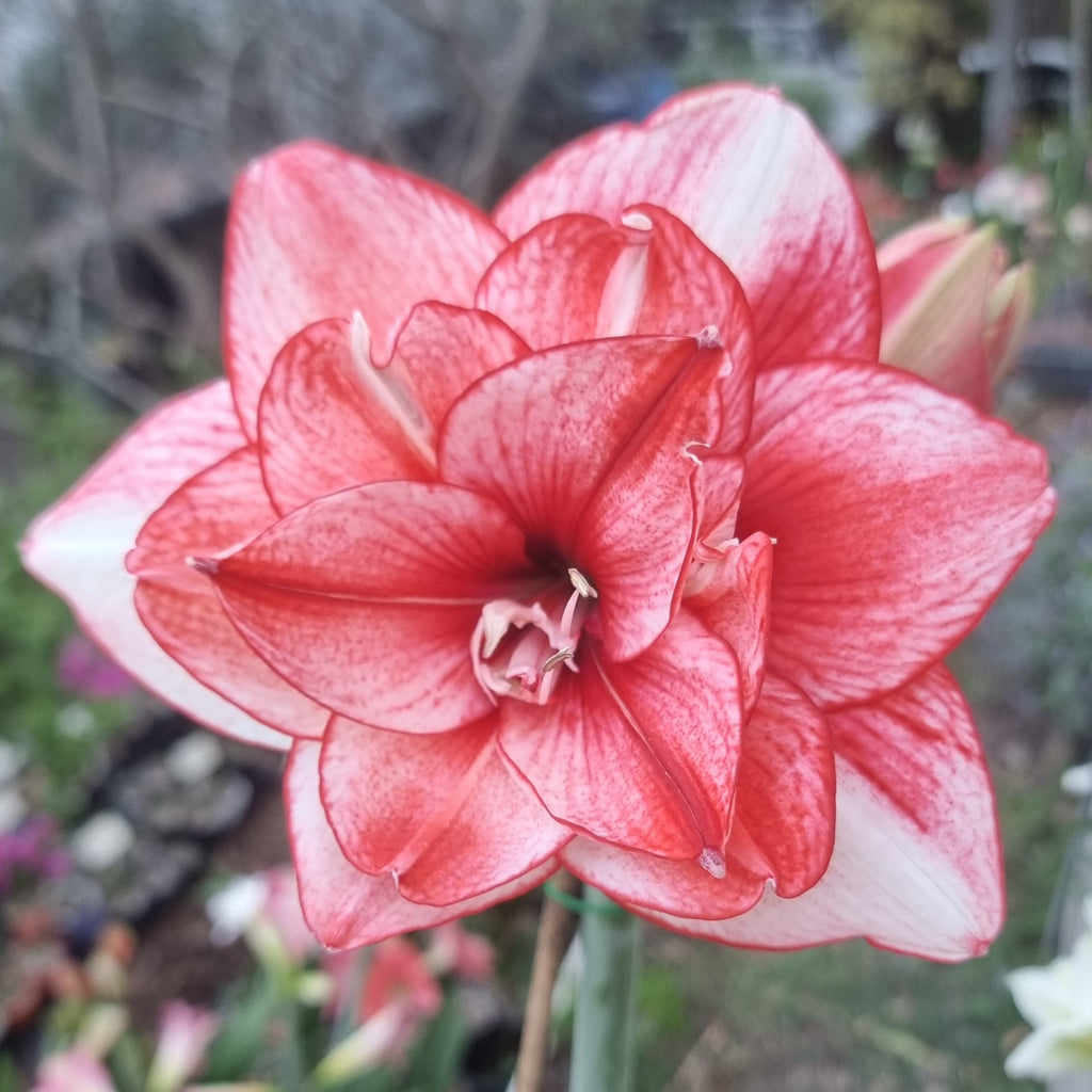 Maguires double hippeastrum 'Edith's Choice'