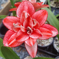 Maguires Double Hippeastrum Ediths Choice2