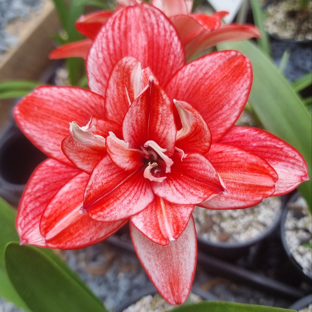Maguires Double Hippeastrum Ediths Choice2