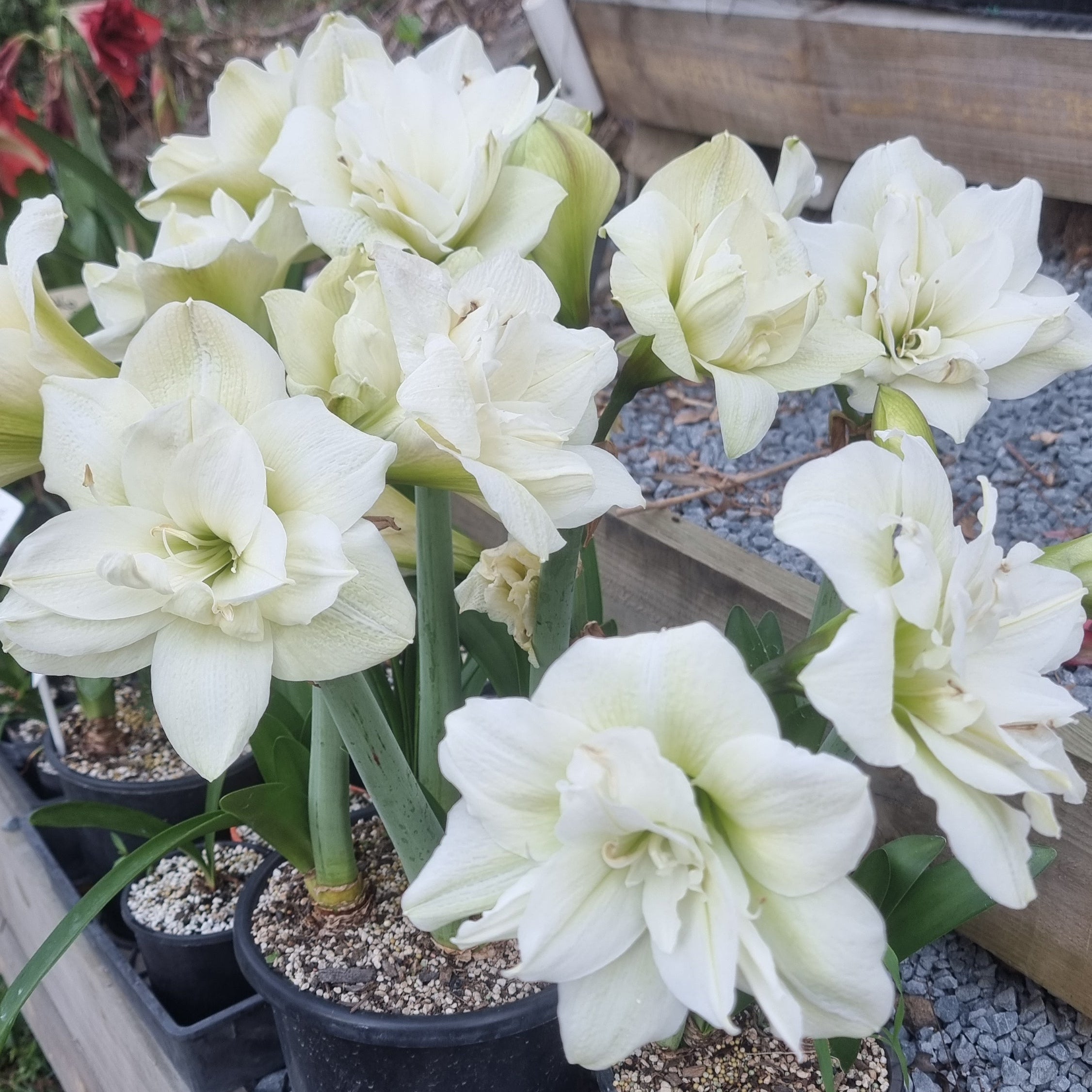 Maguires Double White Hippeastrum Norwegian Prince
