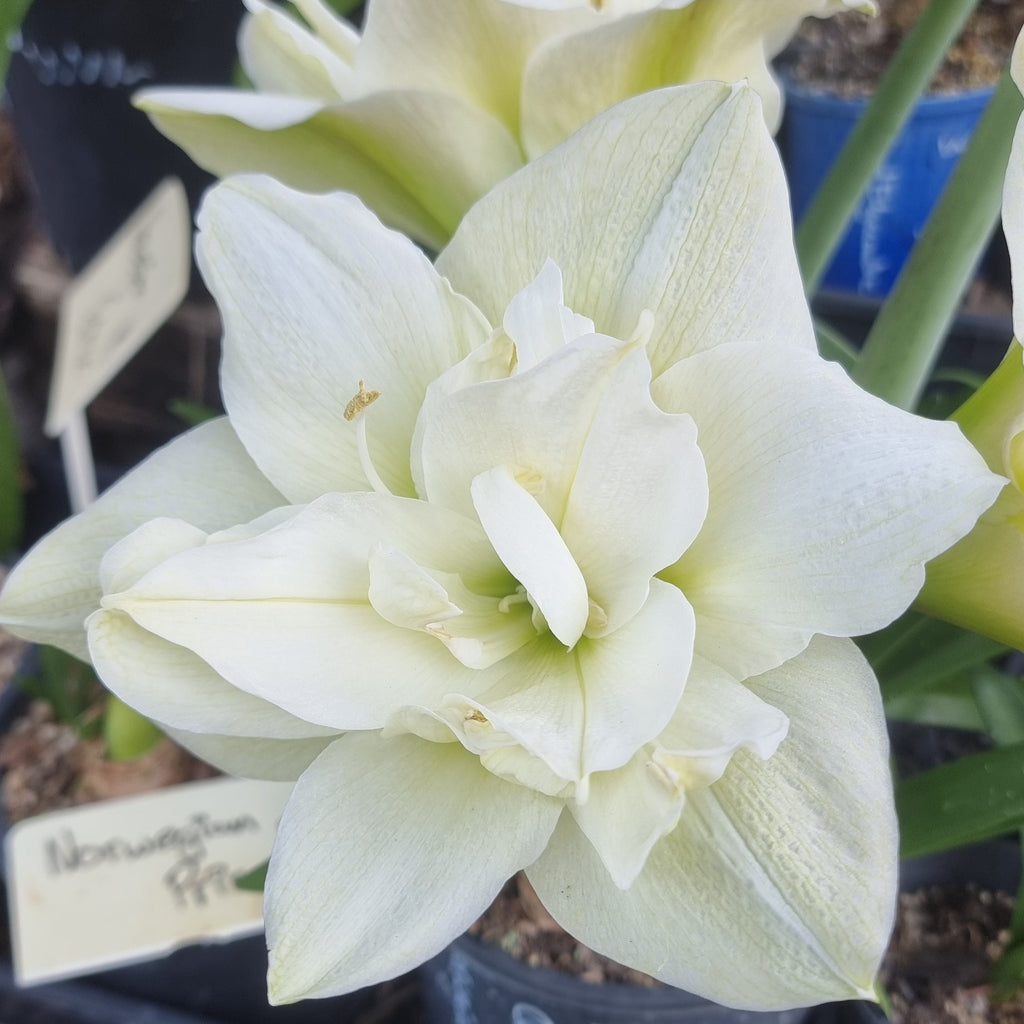 Maguires Double White Hippeastrum Norwegian Prince