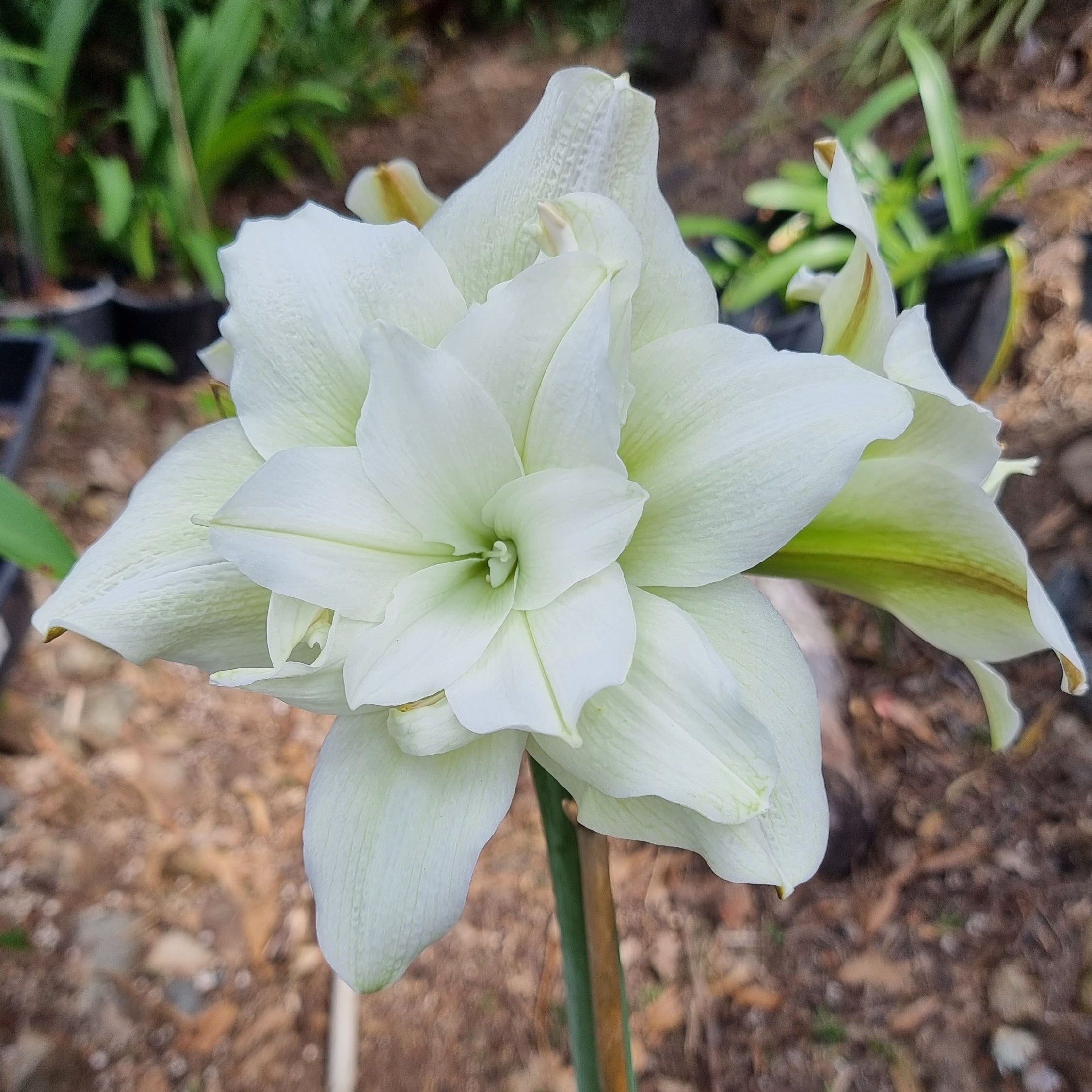Maguires Double White Hippeastrum Norwegian Prince