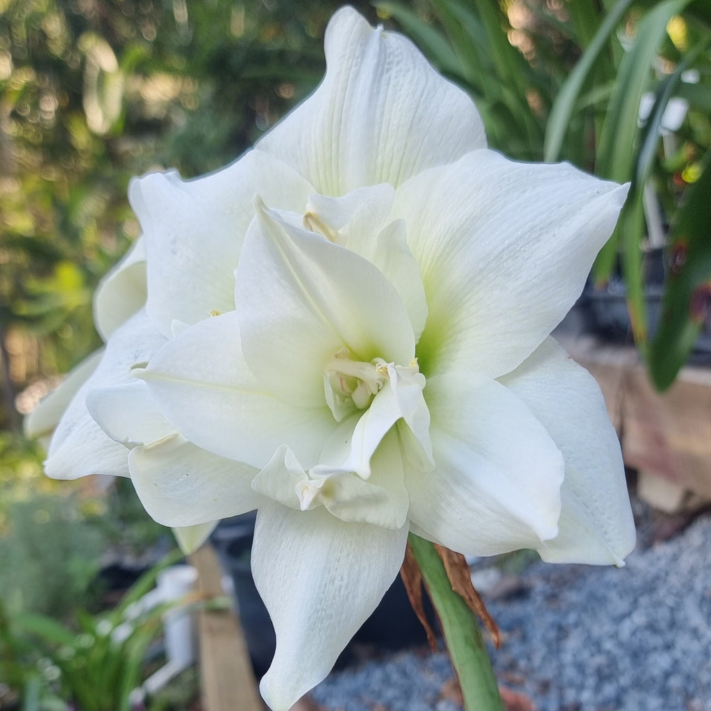 Maguires Double White Hippeastrum Norwegian Prince