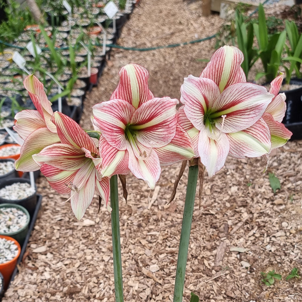 Maguires Single Hippeastrum Party Animal2