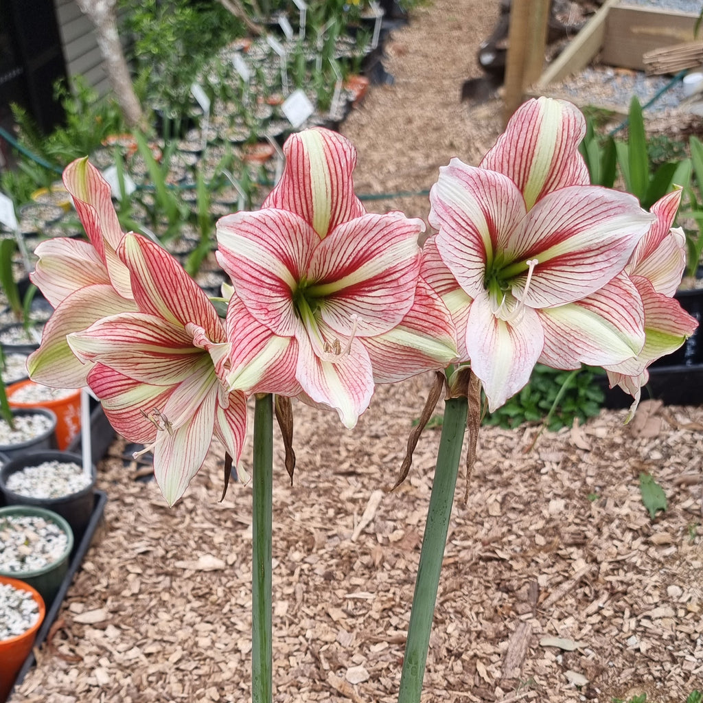 Maguires Single Hippeastrum Party Animal2