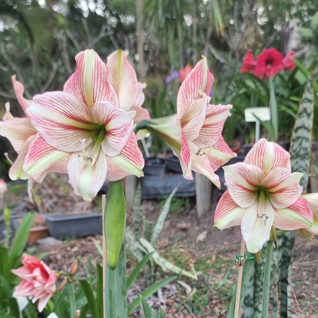 Maguires Single Hippeastrum Party Animal