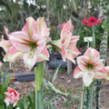 Maguires Single Hippeastrum Party Animal