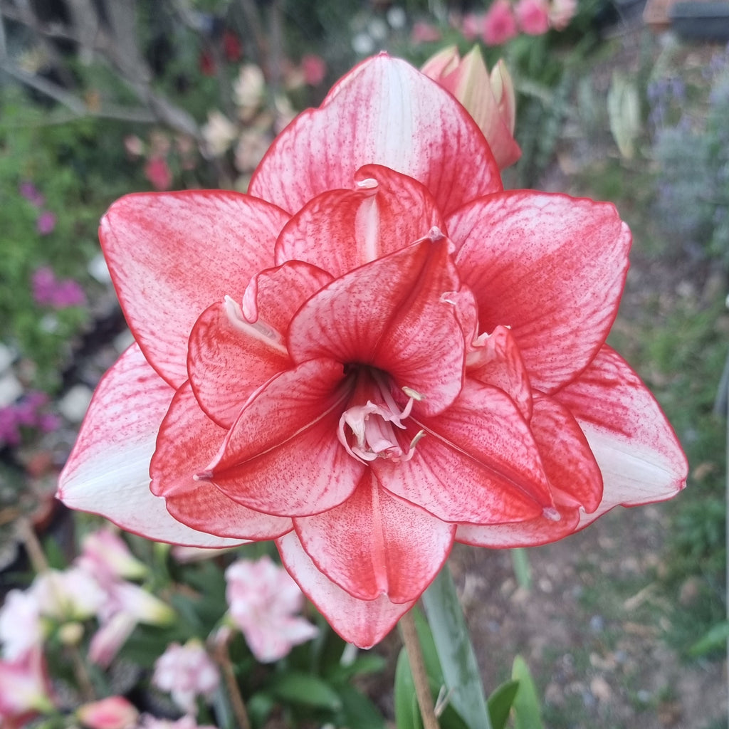 Maguires double hippeastrum 'Edith's Choice'