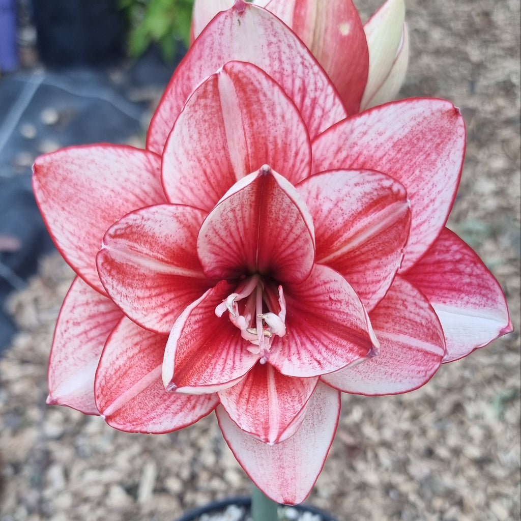 Maguires double hippeastrum 'Edith's Choice'