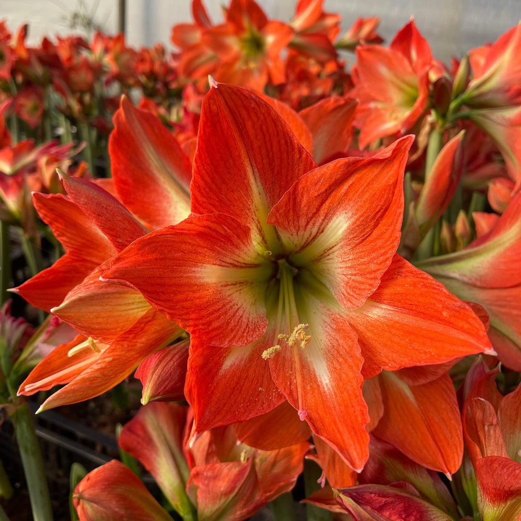 Hippeastrum 'Mango Charm' – NEW  2026 PRE ORDER