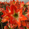 Hippeastrum 'Mango Charm' – NEW  2026 PRE ORDER