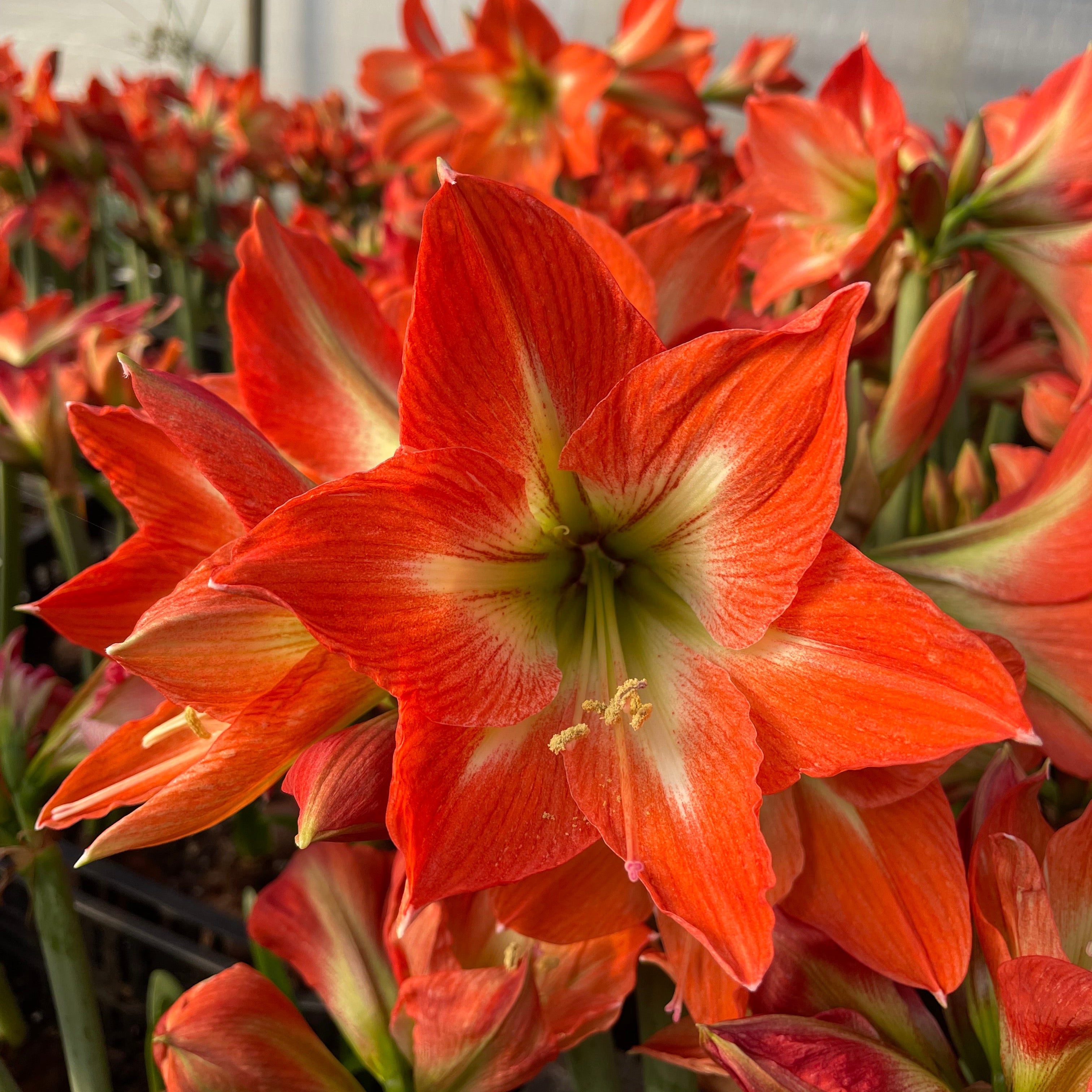Hippeastrum 'Mango Charm' – NEW  2026 PRE ORDER