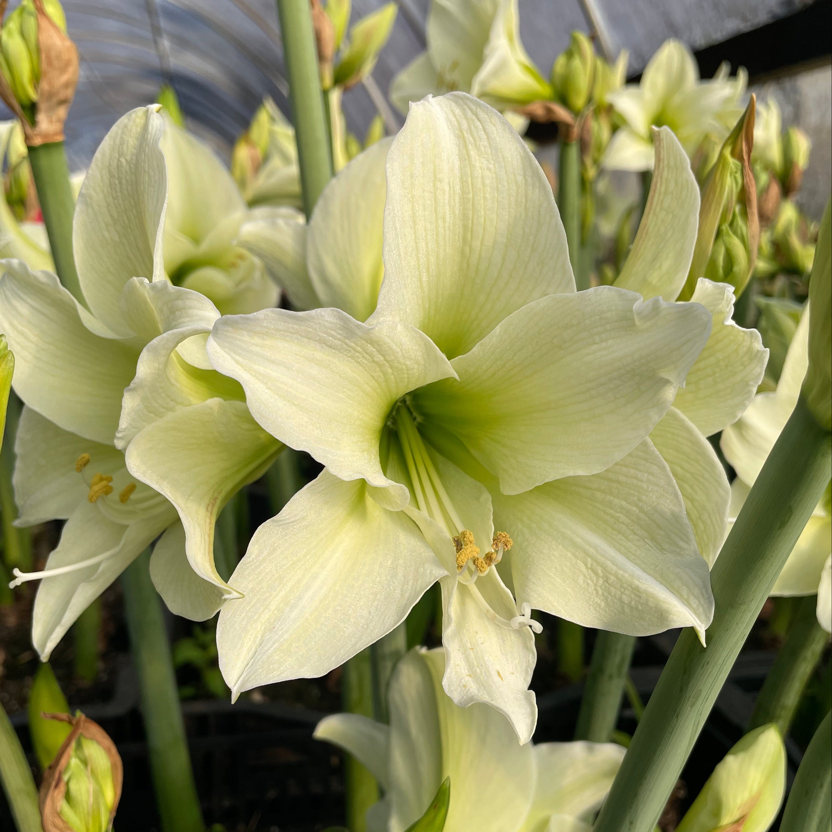 Hippeastrum 'Northpole' – NEW 2026 PRE ORDER