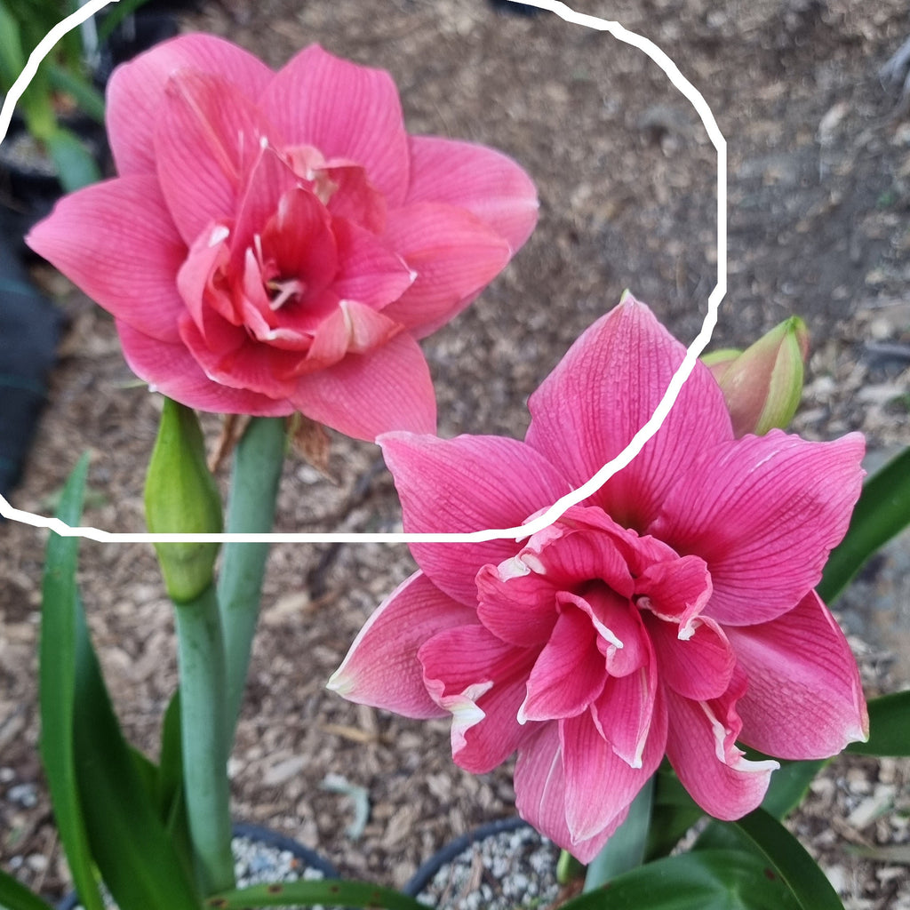 Pink Double Hippeastrum 'THCo Younger'