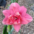 Hippeastrum 'THCo Younger' 12 Month Old Bulb