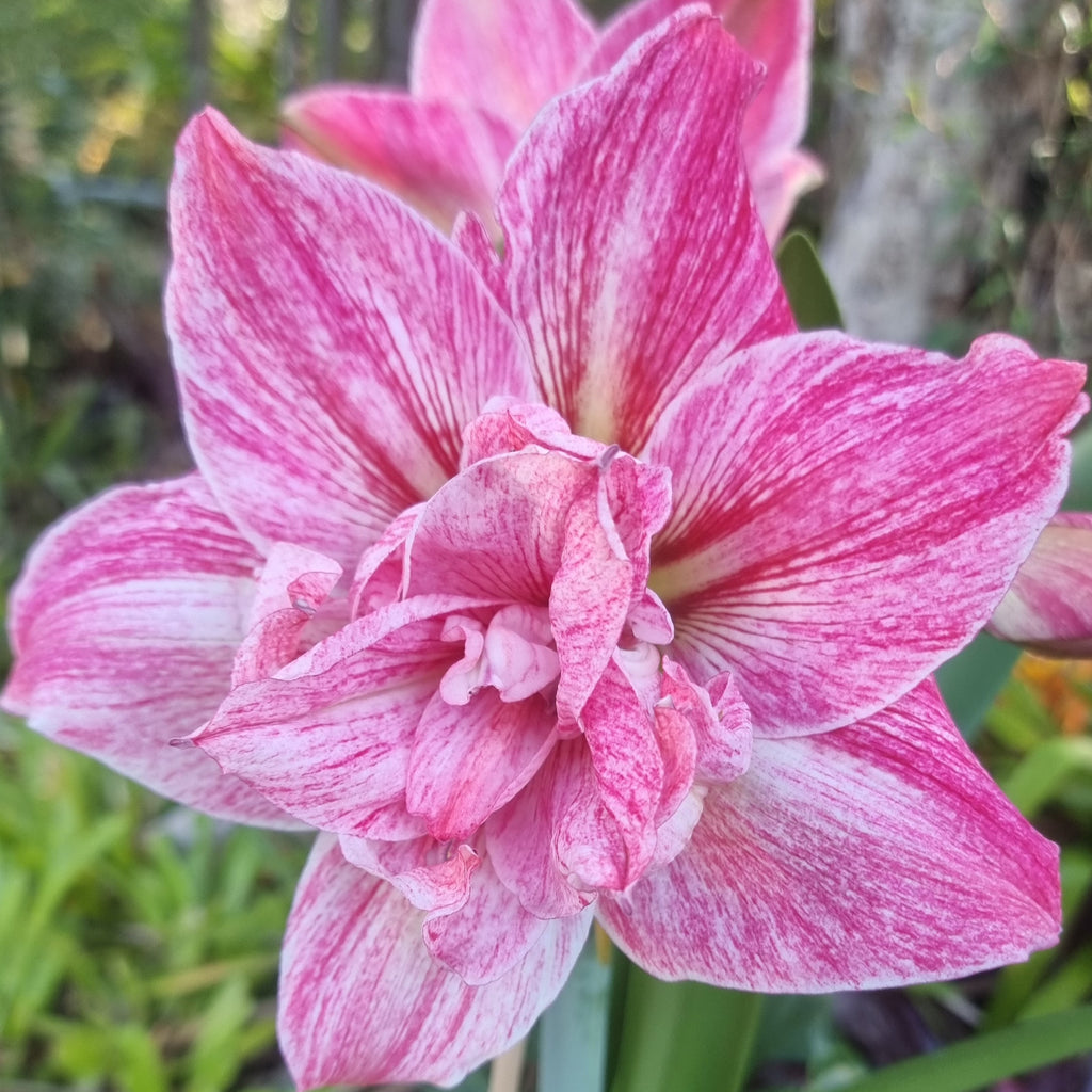 Pink Maguires Double Hippeastrum Regal Mistress2