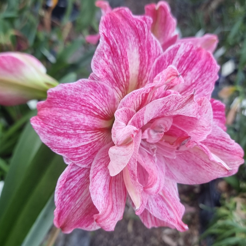Pink Maguires Double Hippeastrum Regal Mistress2