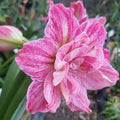 Pink Maguires Double Hippeastrum Regal Mistress2